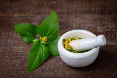 Acmella Oleracea, Paracress or Toothache plant with mortar and pestle on rustic wooden table.