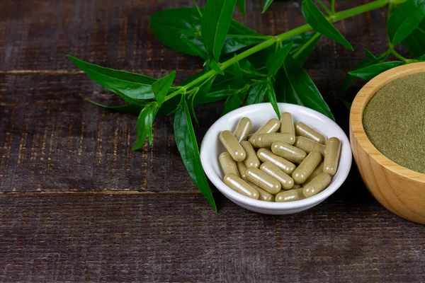Andrographis paniculata capsule in white bowl and powder in wooden bowl with green leaf on rustic wooden background.