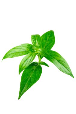 Andrographis panikleme yaprağı beyaz arkaplanda izole edildi. 