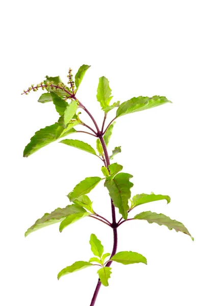 Beyaz arka planda izole edilmiş kutsal fesleğen. Kutsal fesleğen yaprağı faydalıdır ve yemek malzemesinin baharatlı bir tadı vardır..  