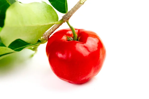 Acerola Cherry Barbados Cherry Branch Leaf Isolated White Background — Foto de Stock