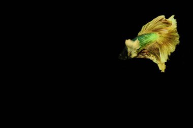 Esmer arka planda gerçek betta balığı