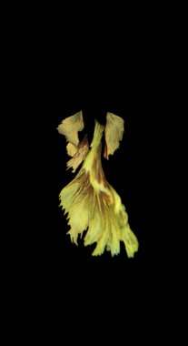 Esmer arka planda gerçek betta balığı