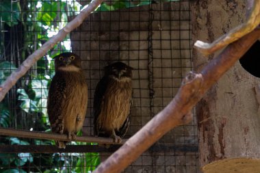 Hayvanat bahçesindeki baykuşlar