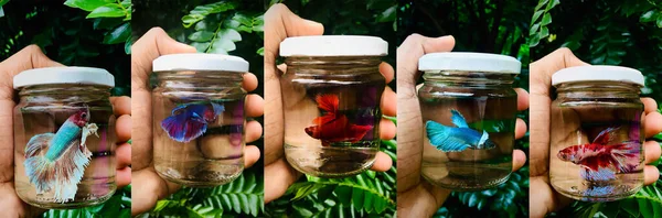 Real Betta Pesce Mini Bottiglie Vetro Mano Con Sfondo Naturale — Foto Stock