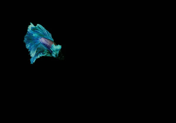 Справжня Риба Бета Темному Фоні — стокове фото