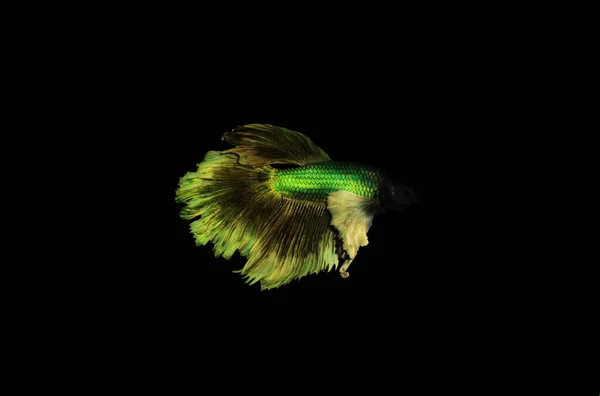 Справжня Риба Бета Темному Фоні — стокове фото