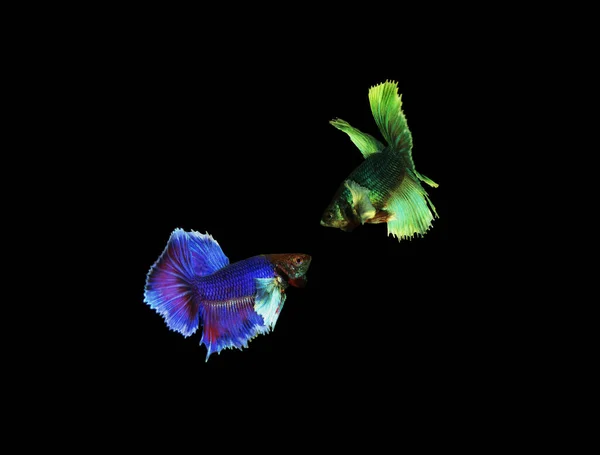 Véritable Betta Poisson Sur Fond Sombre — Photo