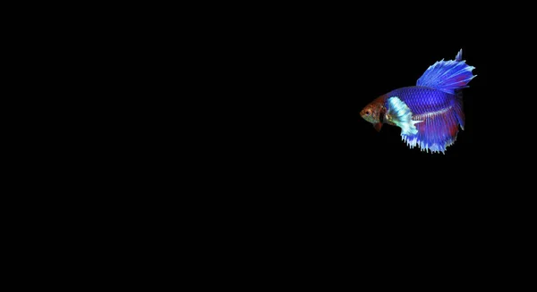 Настоящая Рыба Тёмном Фоне — стоковое фото