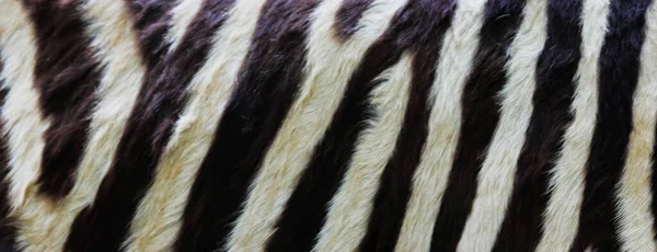 Valódi Zebra Bőr Minta Textúra Háttér Kép — Stock Fotó