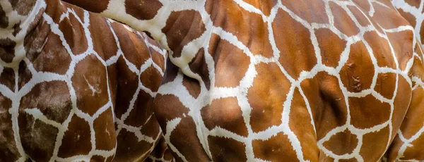 Real Giraff Hud Mönster Struktur För Bakgrundsbild — Stockfoto