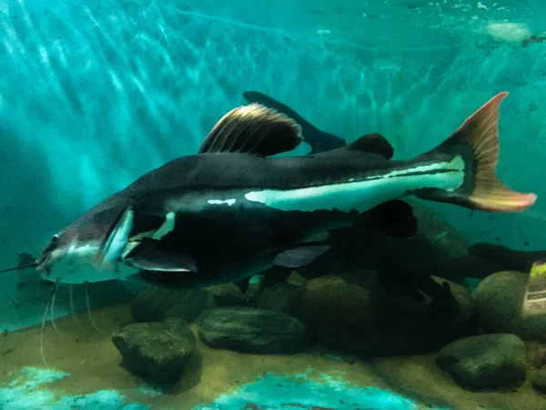 Akvaryumdaki Büyük Kırmızı Kuyruk Kedibalığı — Stok fotoğraf