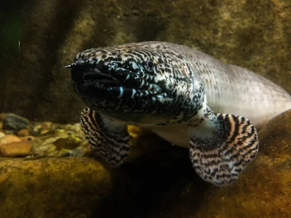 Peixe Cabeça Cobra Aquário — Fotografia de Stock