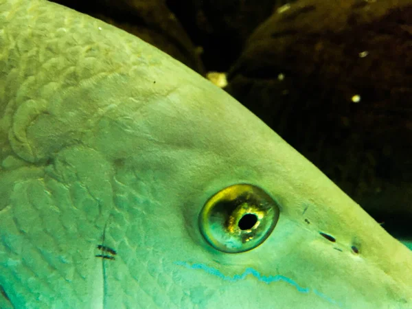 Akvaryumdaki Deniz Balığı — Stok fotoğraf