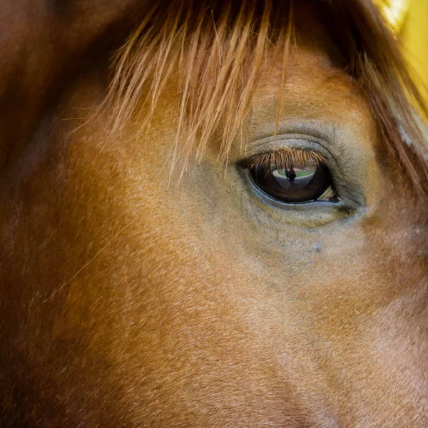 動物園からケージに馬のクローズアップ画像 — ストック写真