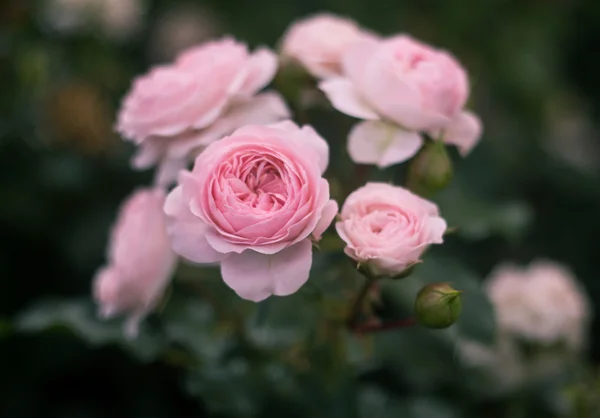 Rosas — Fotografia de Stock