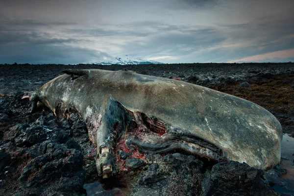 Kroppen av en död kaskelot på Island Royaltyfria Stockbilder