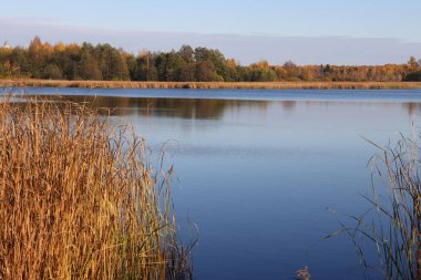 Bir gölün arka planında sarı yapraklı bir ağaç ve bir sonbahar ormanı, Moskova bölgesi, parlak bir arka plan.