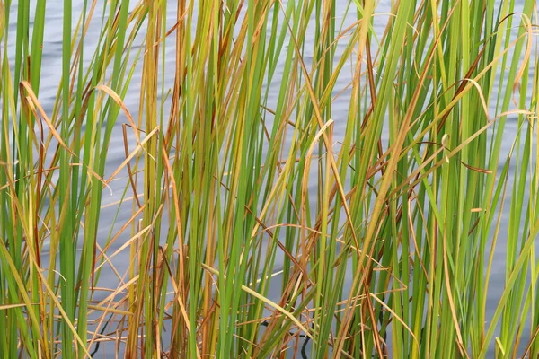 秋の草 植物の背景に水面の背景にリード — ストック写真