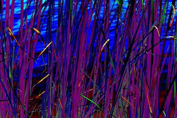 Reed Tle Powierzchni Wody Jesienią Jesienią Trawa Abstrakcyjne Tło Rośliny — Zdjęcie stockowe