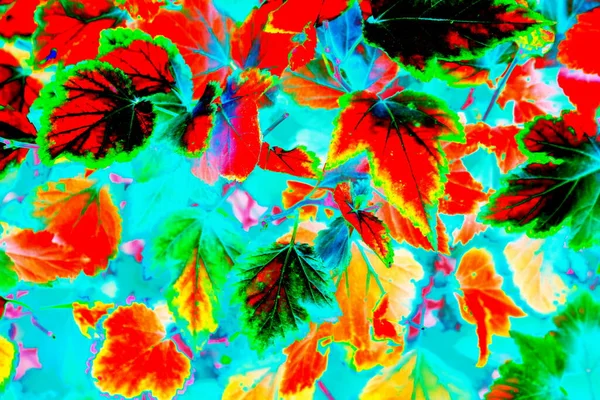 Jesienne Liście Zmienionym Kolorze Jasne Kolorowe Tło — Zdjęcie stockowe