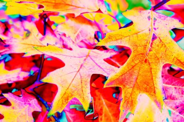 Kanada akçaağaç yaprakları, parlak renkli arkaplan, renk değişimi.