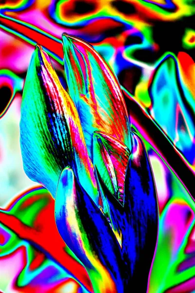 Abstrakcja Zmiana Koloru Para Tulipanów Jasne Kolorowe Tło — Zdjęcie stockowe