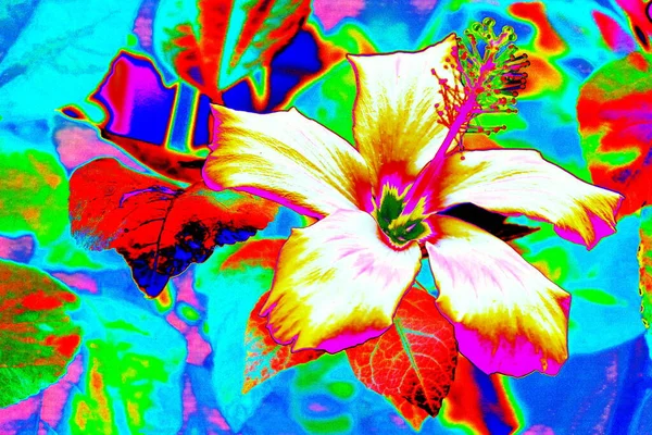 Abstrakcyjny Hibiskus Herbata Róża Zmiana Kolorów Jasne Kolorowe Tło Pastelowych — Zdjęcie stockowe