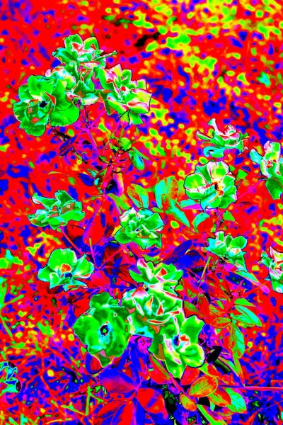 Abstraktion rote Blumen, veränderte Farben, farbenfroher Hintergrund in Pastellfarben — Stockfoto