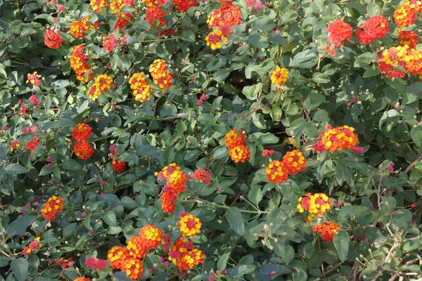 Lantana Ampeloso Arbusto Florido Flores Laranja Contra Fundo Folhagem Verde — Fotografia de Stock