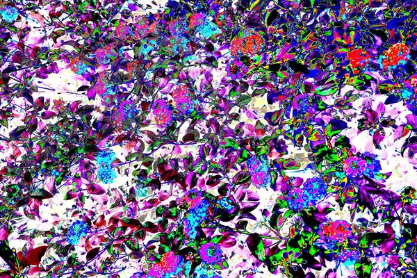 Abstraktion Lantan Ampelös Blommande Buske Ändrade Färger — Stockfoto
