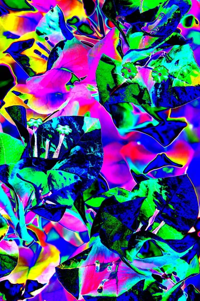 Flores Abstratas Bougainvillea Cores Alteradas Fundo Colorido — Fotografia de Stock