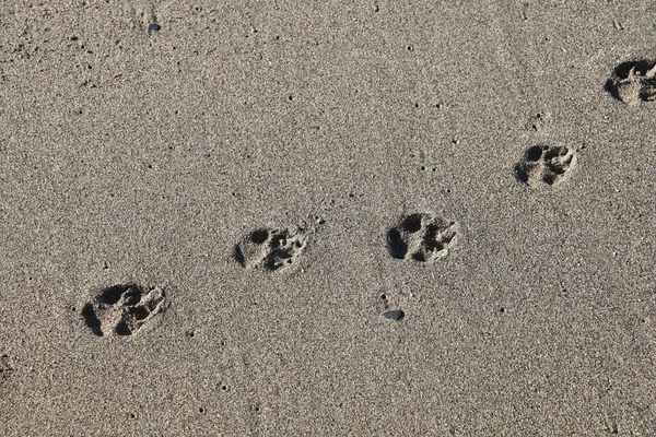 湿った砂の上の犬の足跡 夕方の太陽の光の中での犬の足のプリント 砂の背景 — ストック写真