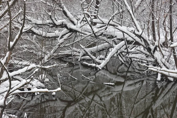 Las Ramas Los Árboles Están Cubiertas Nieve Los Árboles Están — Foto de Stock