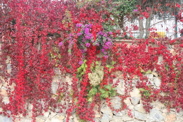 Pared Piedra Rugosa Gris Parcialmente Cubierta Con Vides Uva Silvestre — Foto de Stock