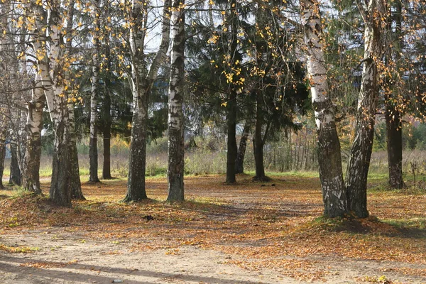 Bosque Abedul Otoño Hojas Amarillas Caídas Fondo Otoño — Foto de Stock