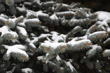 Karda dallar, kış ağaçları, yeşil köknar iğneleri