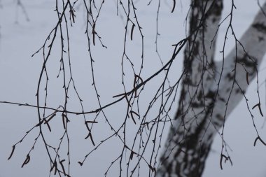 Şube soyutlanmış siyah beyaz resim hoarfrost ince bir tabaka kaplı. Kopya alanı ile
