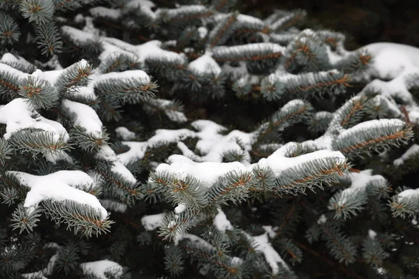 Karda dallar, kış ağaçları, yeşil köknar iğneleri