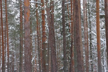 Resimli şarapçı ormanı. Muhteşem karlı harikalar diyarı. Çam ağaçlarının ve karla kaplı ladin ağaçlarının büyüleyici manzarası. Soğuk, soğuk doğa. Muhteşem kış uykusu masalı panoramik manzara