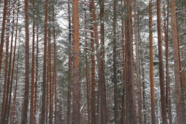 Resimli şarapçı ormanı. Muhteşem karlı harikalar diyarı. Çam ağaçlarının ve karla kaplı ladin ağaçlarının büyüleyici manzarası. Soğuk, soğuk doğa. Muhteşem kış uykusu masalı panoramik manzara