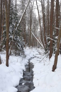 Resimli şarapçı ormanı. Muhteşem karlı harikalar diyarı. Çam ağaçlarının ve karla kaplı ladin ağaçlarının büyüleyici manzarası. Soğuk, soğuk doğa. Muhteşem kış uykusu masalı panoramik manzara