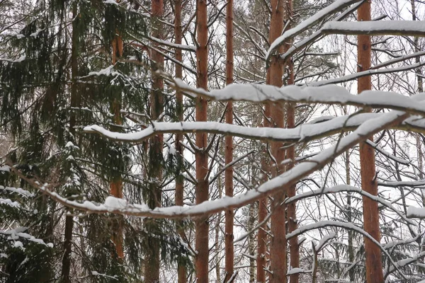 Forêt Vinicole Pittoresque Fabuleux Pays Des Merveilles Enneigées Magie Belle — Photo