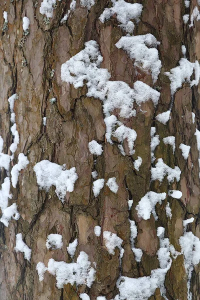 风景如画的温纳森林 神奇的雪地仙境 美丽的松树和被雪覆盖的云杉的奇景 冰冷冰冷的大自然 美妙的冬眠童话全景 — 图库照片
