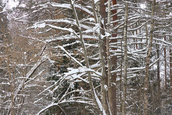 Forêt Vinicole Pittoresque Fabuleux Pays Des Merveilles Enneigées Magie Belle — Photo