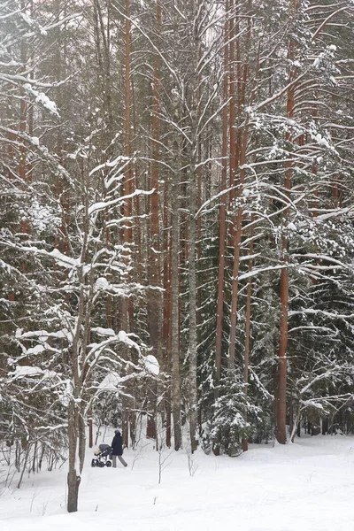 Forêt Vinicole Pittoresque Fabuleux Pays Des Merveilles Enneigées Magie Belle — Photo