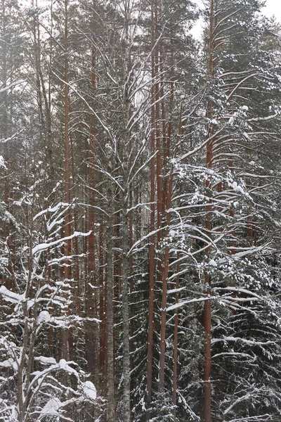 Malowniczy Las Winiarski Bajeczna Śnieżna Kraina Czarów Magia Piękny Widok — Zdjęcie stockowe