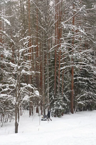 Resimli Şarapçı Ormanı Muhteşem Karlı Harikalar Diyarı Çam Ağaçlarının Karla — Stok fotoğraf