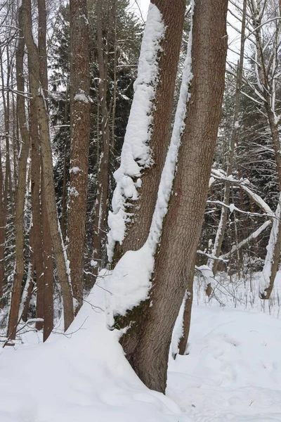 Malowniczy Las Winiarski Bajeczna Śnieżna Kraina Czarów Magia Piękny Widok — Zdjęcie stockowe