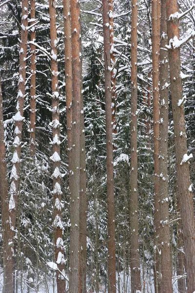 Resimli Şarapçı Ormanı Muhteşem Karlı Harikalar Diyarı Çam Ağaçlarının Karla — Stok fotoğraf